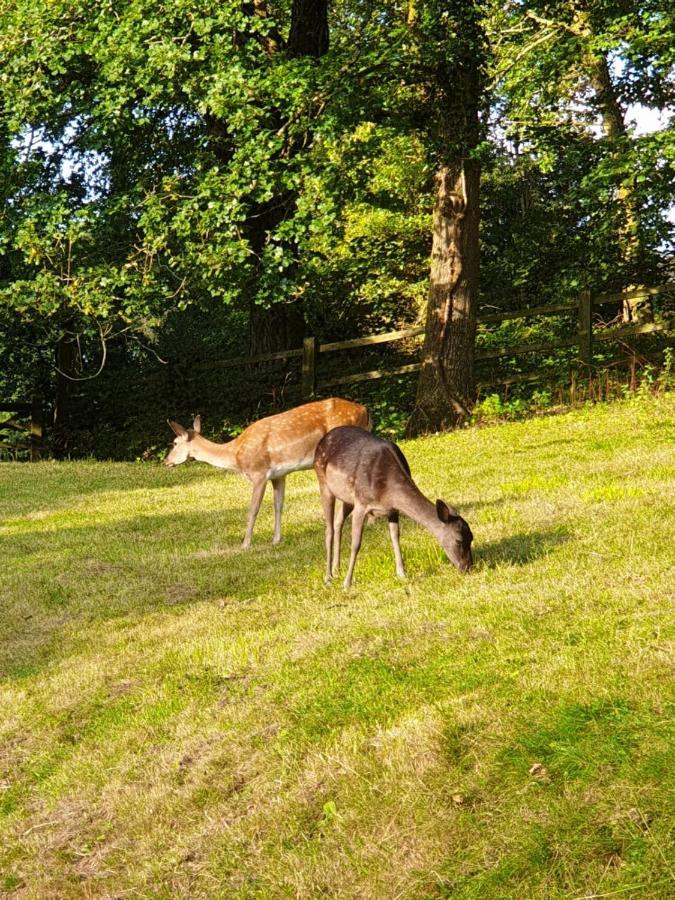 Wye Valley Retreat シェプストウ エクステリア 写真